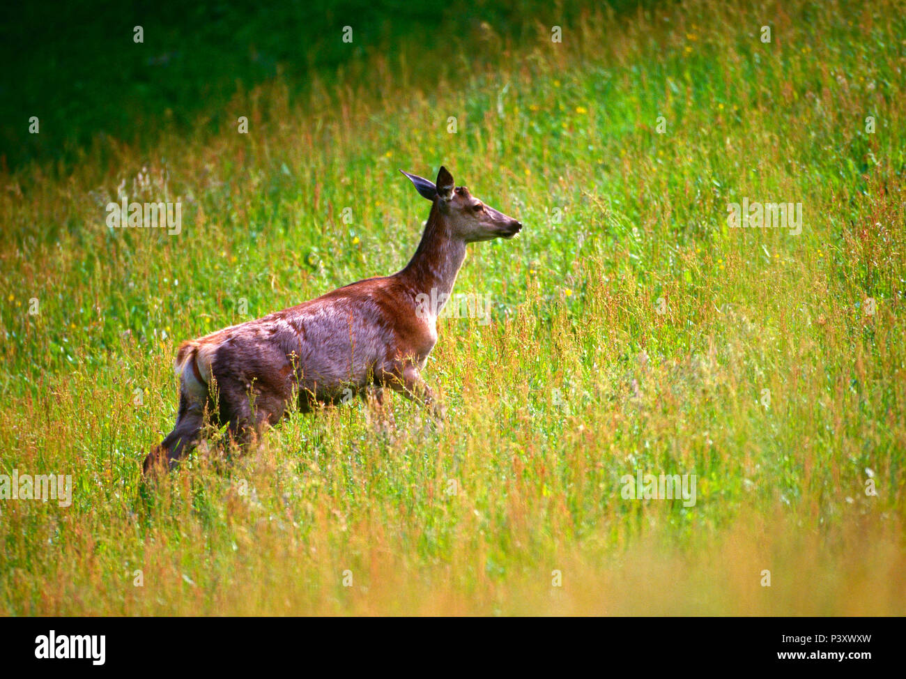 Sheding hi-res stock photography and images - Alamy