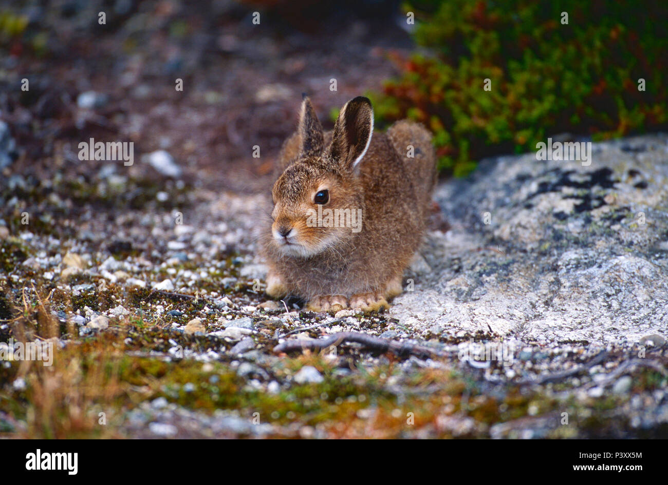 Mountain Hare, Lepus timidus, Leporidae, Hare, summer coat, mammal, animal, Norway Stock Photo