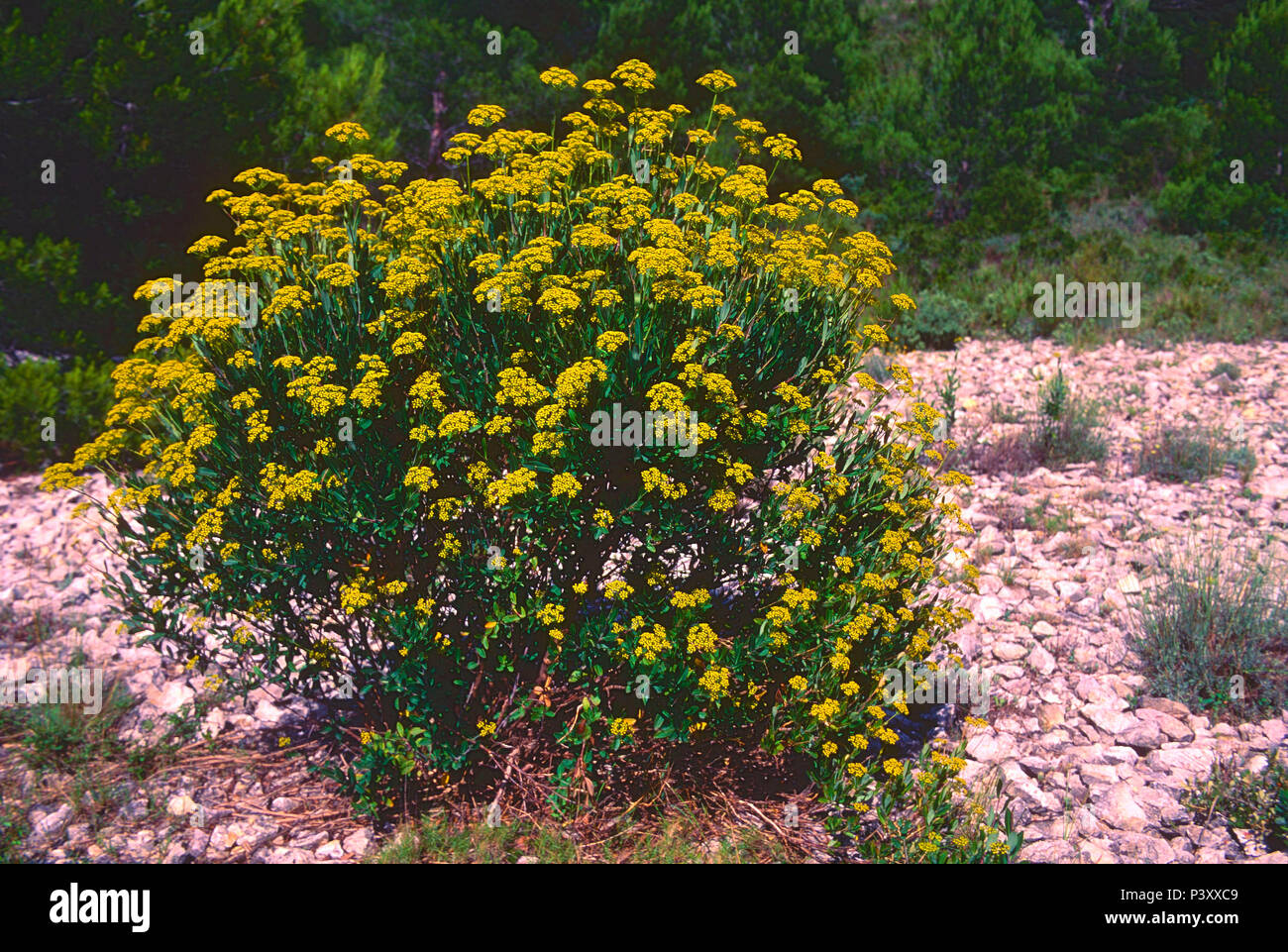 Hare's ear plant