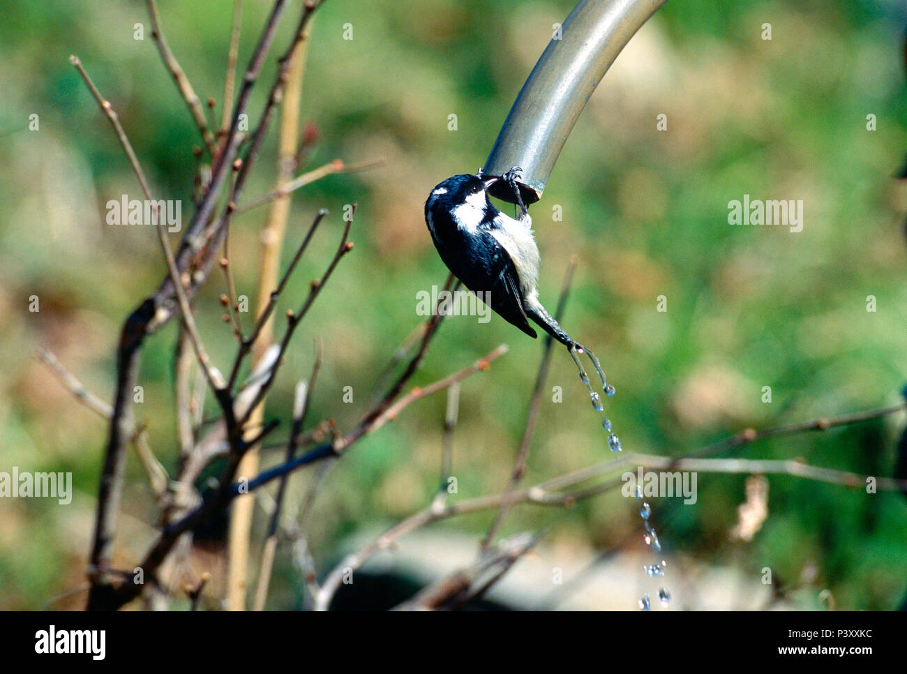 Coal Tit, Parus ater, Paridae, Tit, shower, bird, animal, Campello