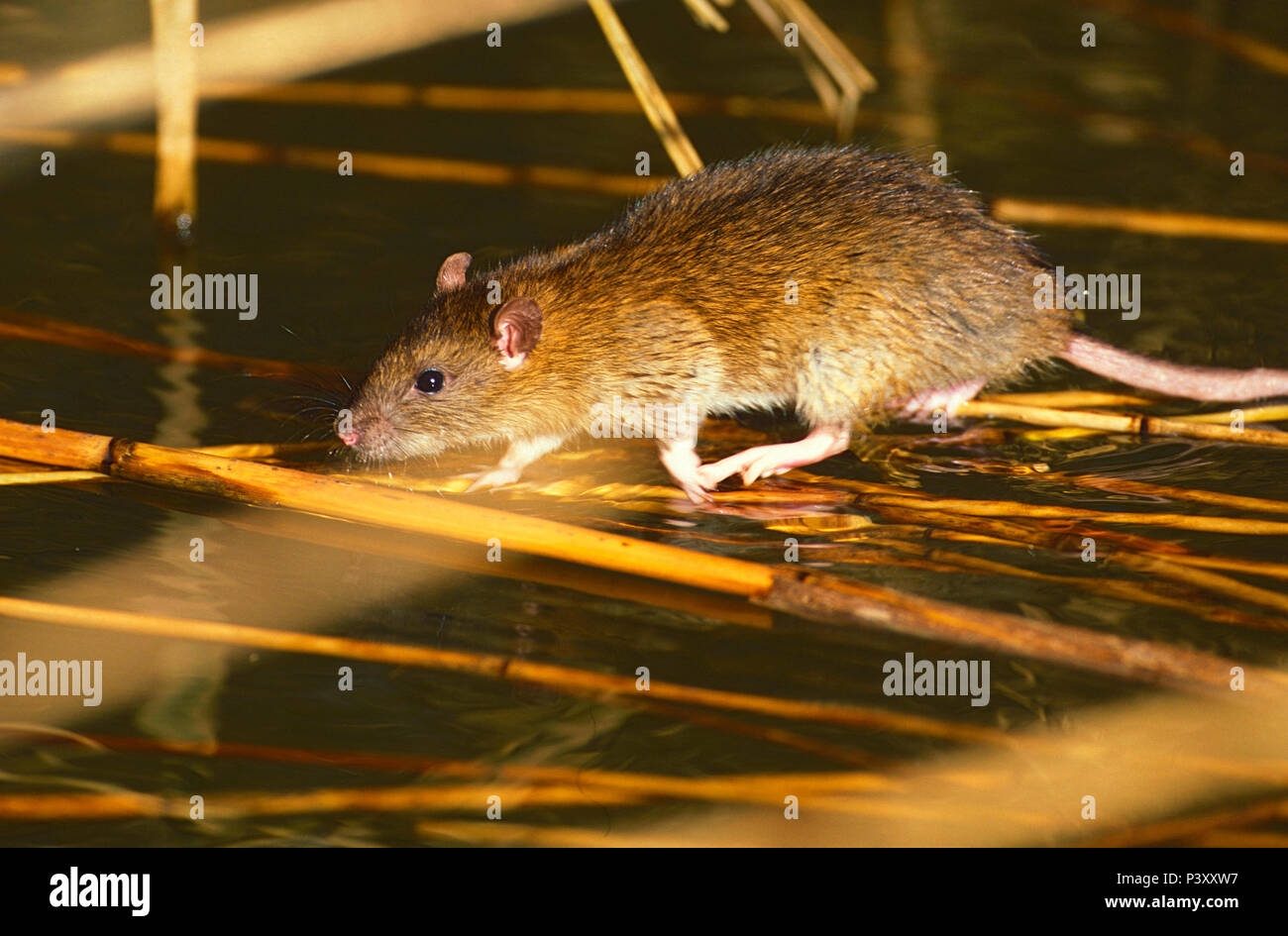 Brown Rat, Rattus norvegicus, Muridae, Rat, rodant, in reeds, mammal, animal, Jona, Obersee, Canton of  St Gallen, Switzerland Stock Photo