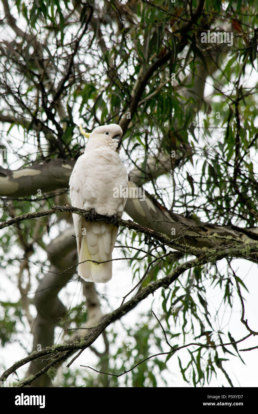 Sulphur-crested cockatoo in the wilderness in Australia. Stock Photo