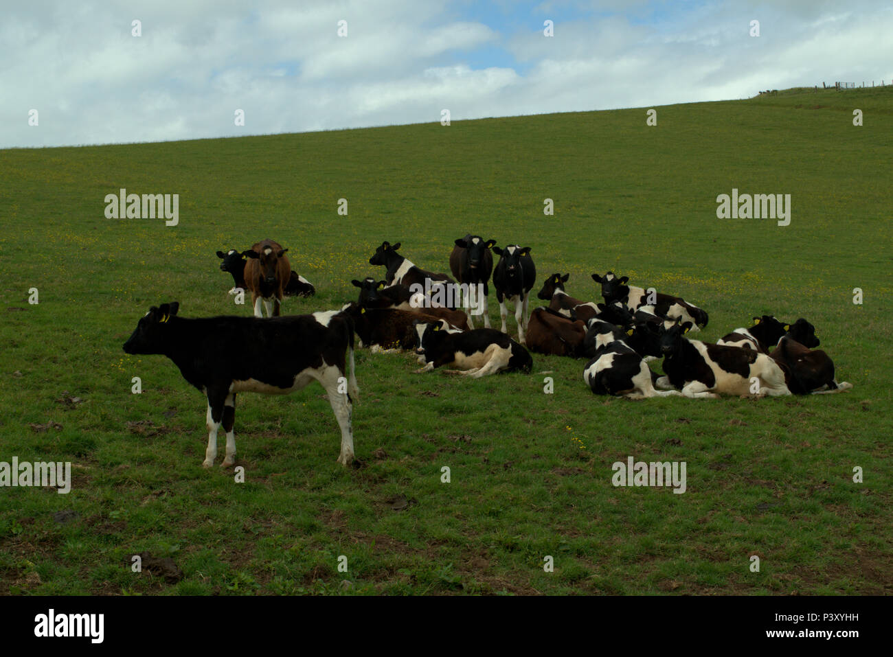 Yearling HolsteinFriesian calves, cattle Stock Photo Alamy