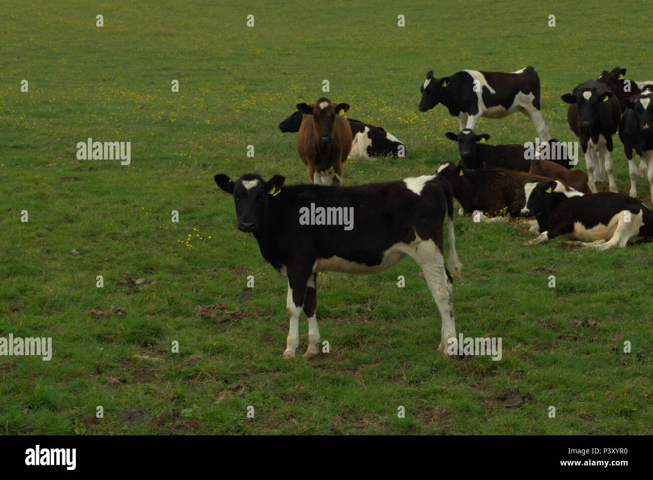 Yearling HolsteinFriesian calves, cattle Stock Photo Alamy