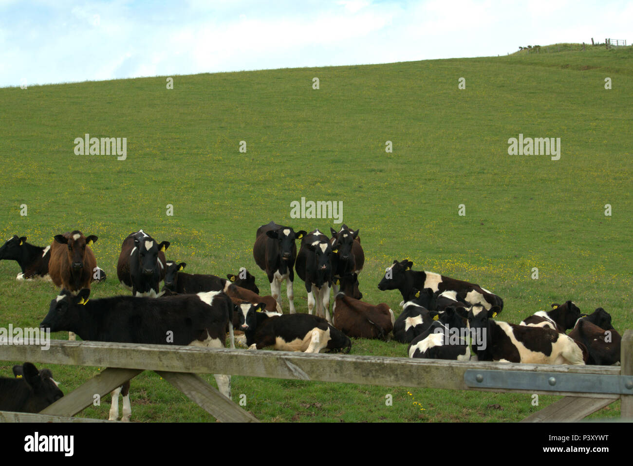 Yearling HolsteinFriesian calves, cattle Stock Photo Alamy