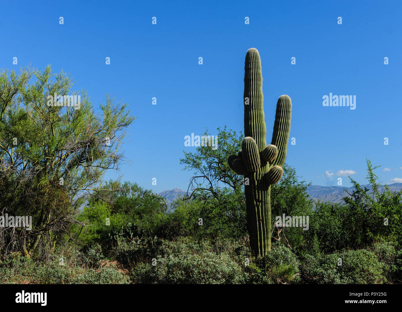 A Giant Saguaro, one of the largest cacti in the World, in Saguaro ...