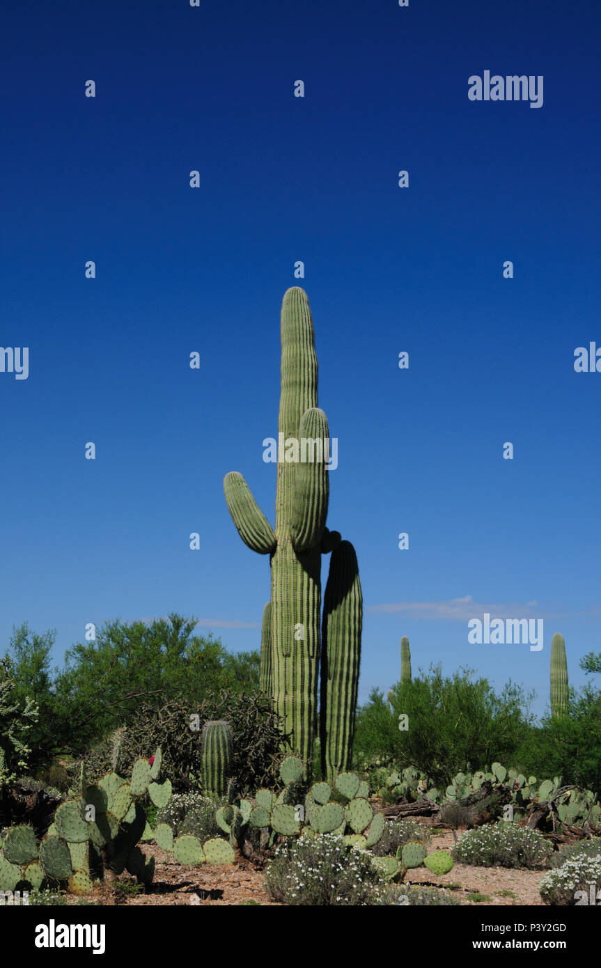 A Giant Saguaro, one of the largest cacti in the World, in Saguaro National  Park, near Tucson Arizona Stock Photo - Alamy
