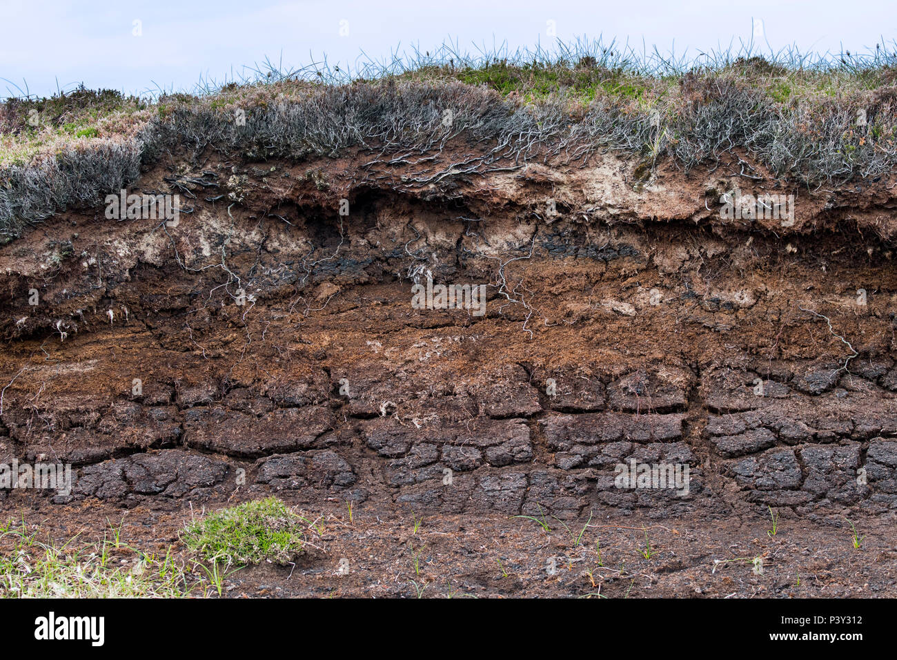 Peat hag showing exposed layers of turf, decayed vegetation, by erosion in bog moorland, Scotland, UK Stock Photo