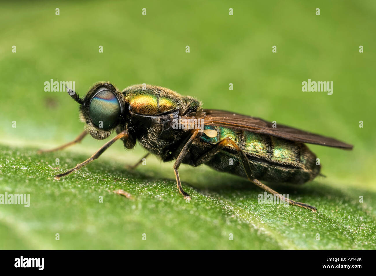 Broad Centurian soldier fly (Chloromyia formosa) resting on leaf. Tipperary, Ireland Stock Photo