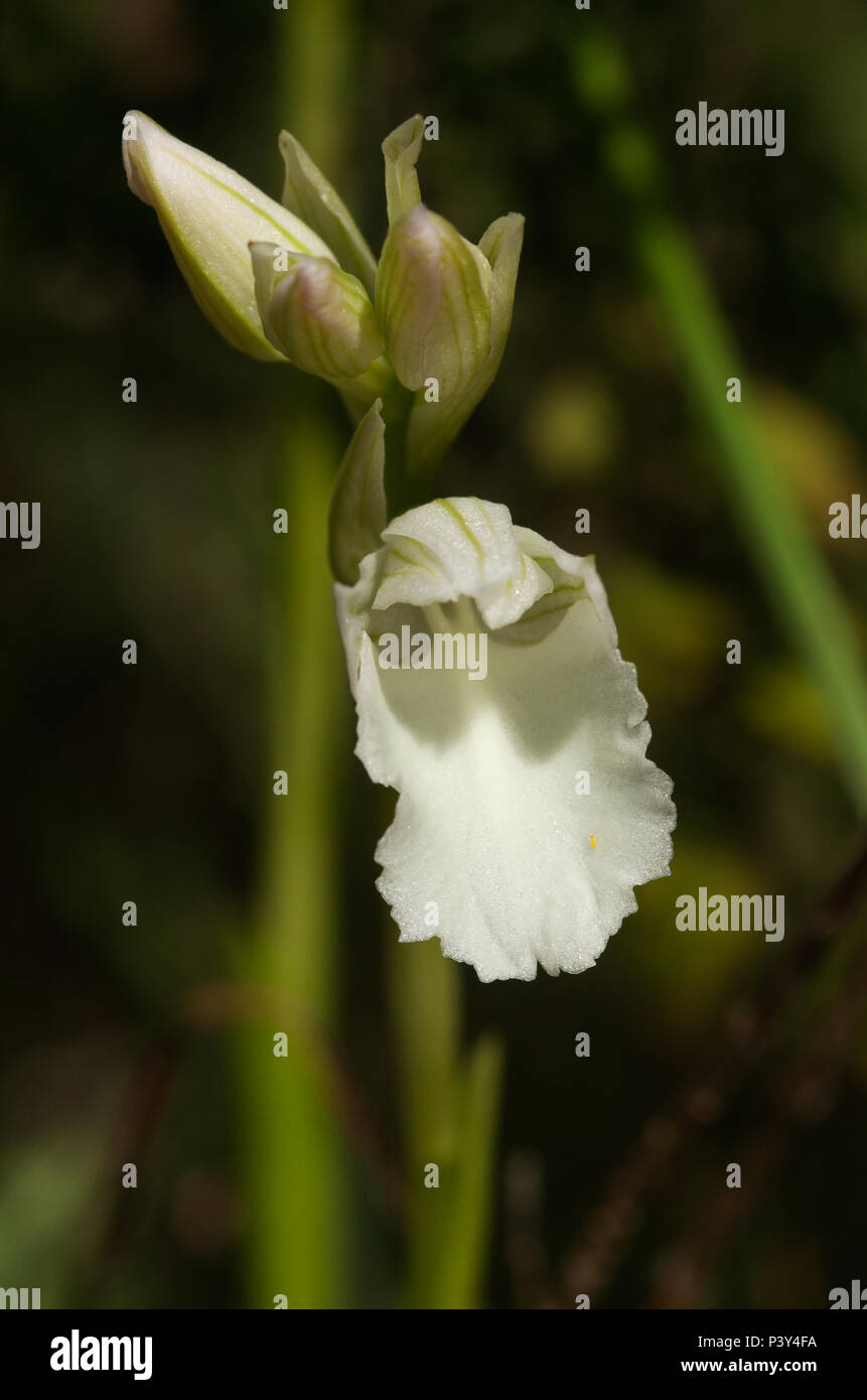 Frontal view of a flower of the rare albiflora - white - version of wild butterfly orchid (Anacamptis papilionacea aka Orchis papilionacea). Serra da  Stock Photo