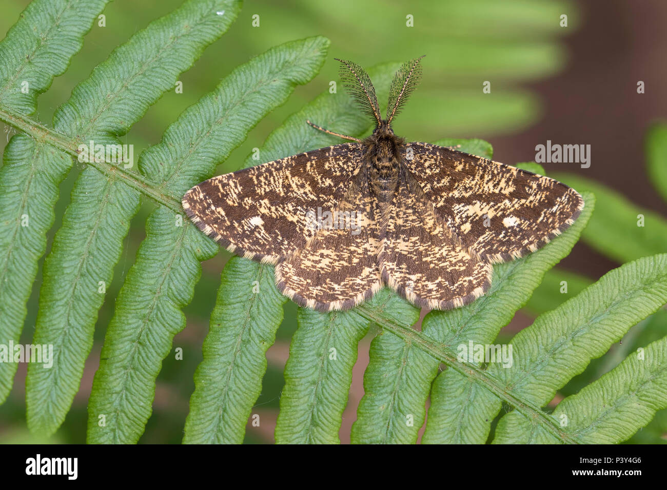 Common Heath moth male (Ematurga atomaria) resting on bracken. Tipperary, Ireland Stock Photo