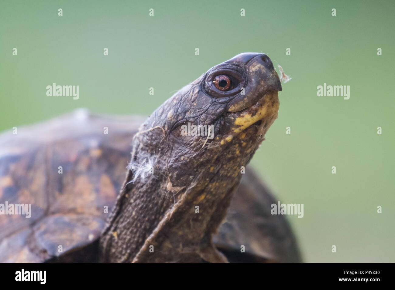 Eastern Box Turtle Stock Photo - Alamy