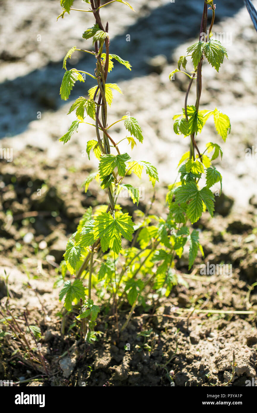 Hopfenfeld, Bayern, Deutschland Stock Photo