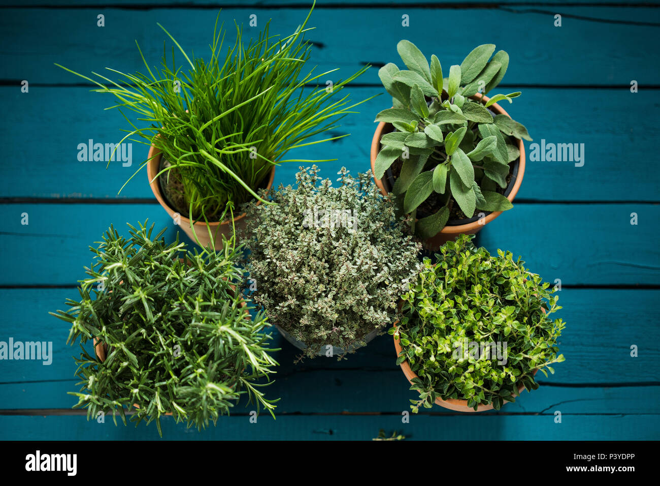 Kräutertöpfe, Salbei, Thymian, Rosmarin, Oregano & Schnittlauch Stock Photo