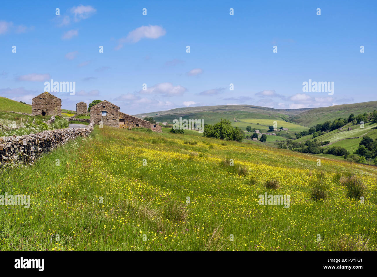 Country scene with field of Meadow Buttercups and Clover by old barns in Pennine countryside in summer. Upper Swaledale, Yorkshire Dales National Park Stock Photo