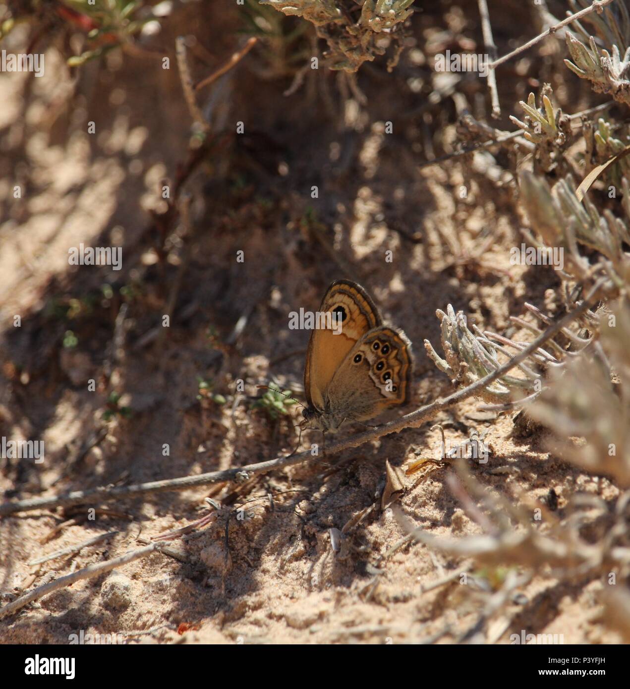 Single Dusky Heath butterfly (Coenonympha dorus) on a Spanish hillside. Space for copy. Stock Photo