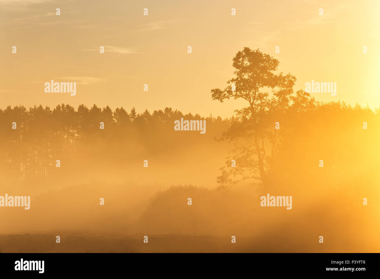 Pine silhouette in sunrise morning misty light. Foggy sunny morning on summer field. Misty morning panorama. Stock Photo