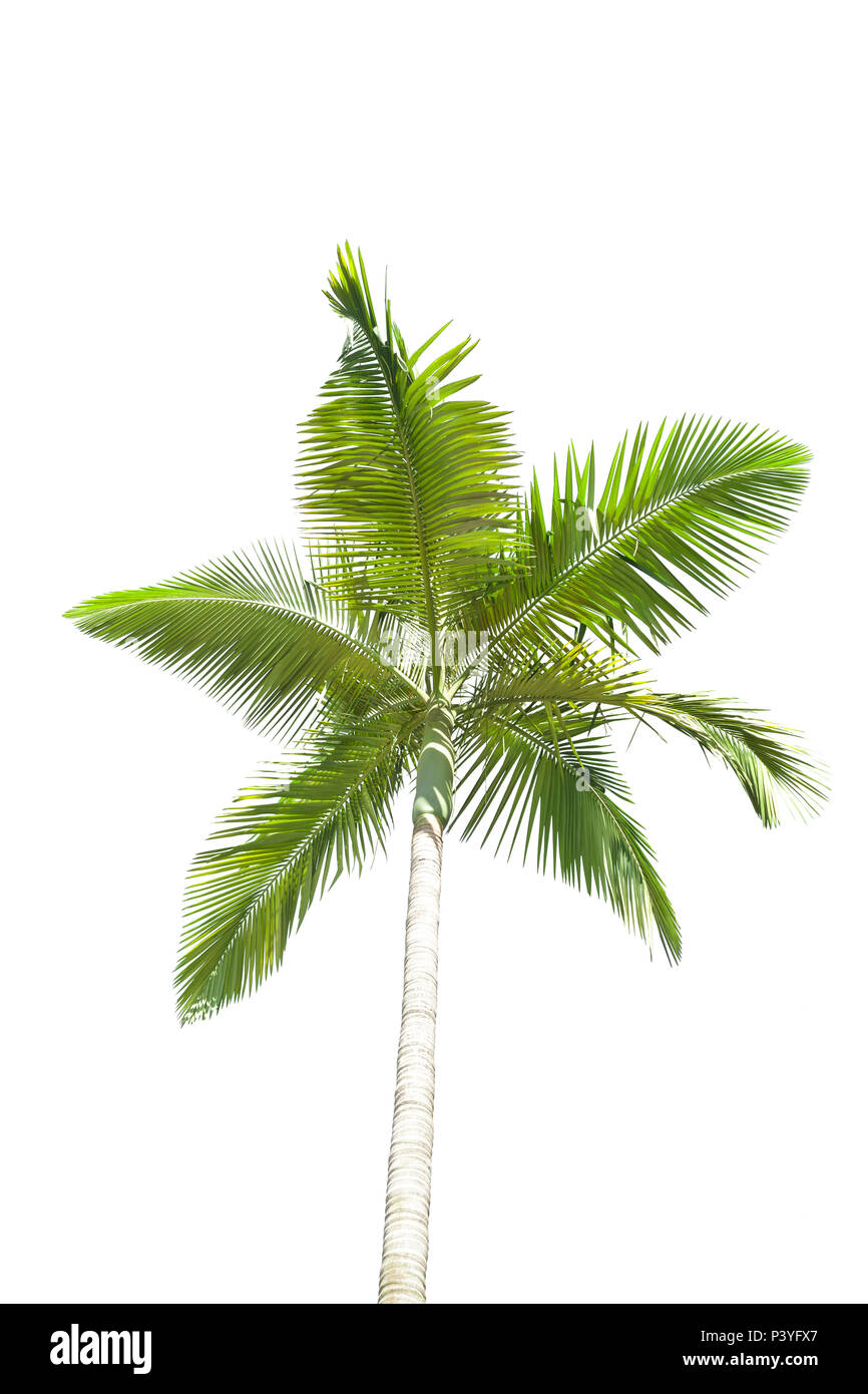 Palm tree isolated on white background Stock Photo