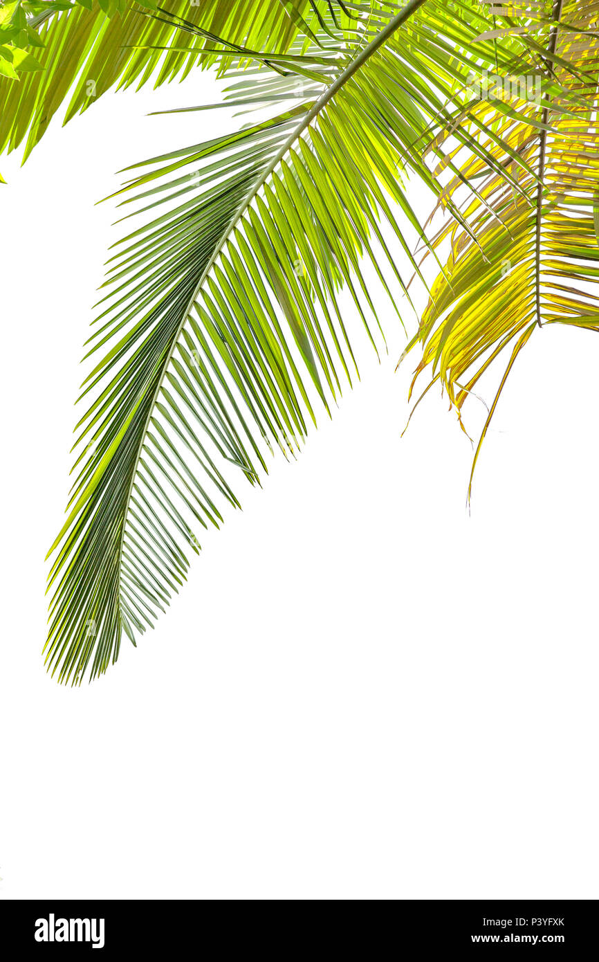 Leaves of palm tree isolated on white background Stock Photo - Alamy