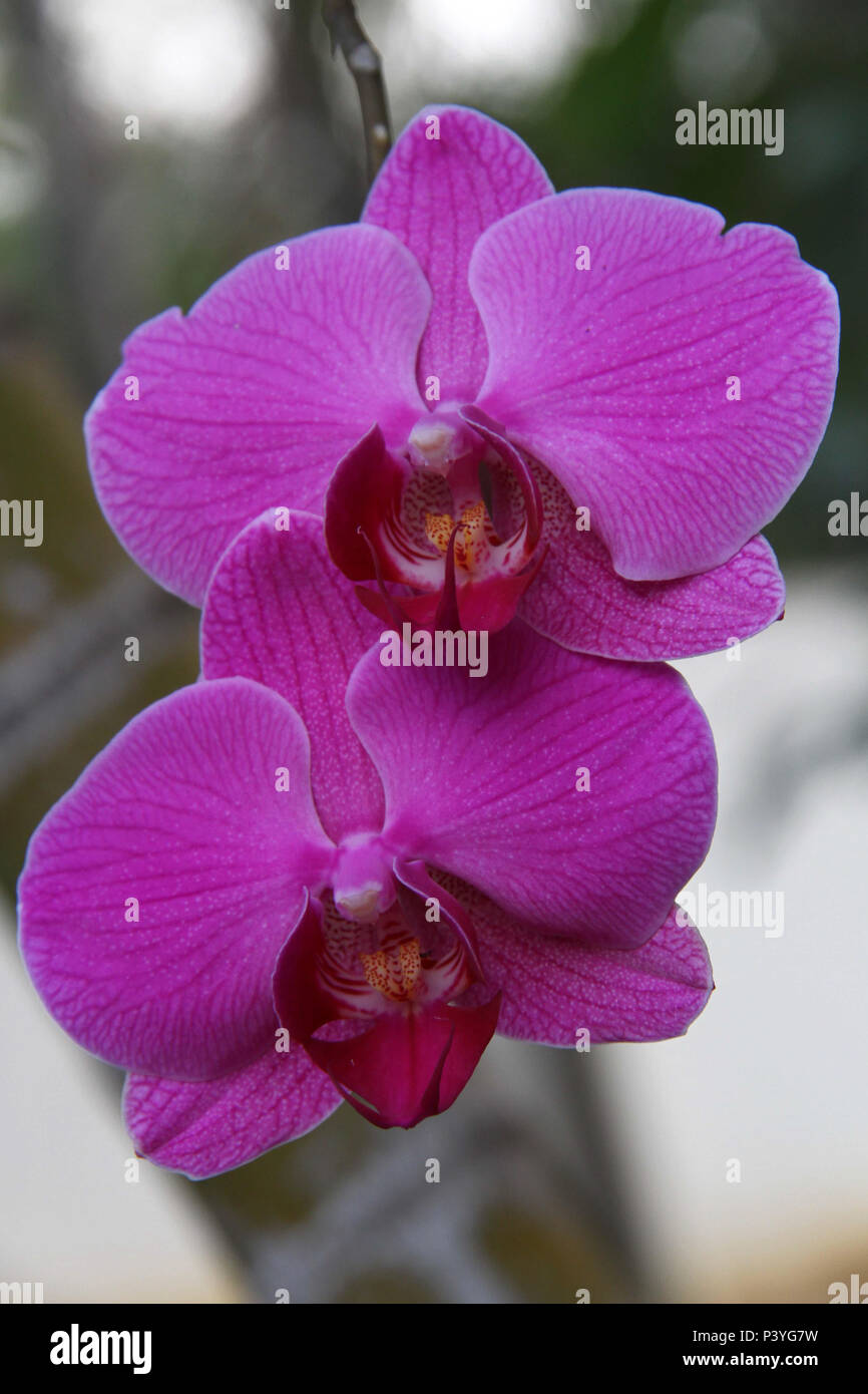 Orquídea, planta que compõem a família Orchidaceae. Predominante em áreas  tropicais Stock Photo - Alamy