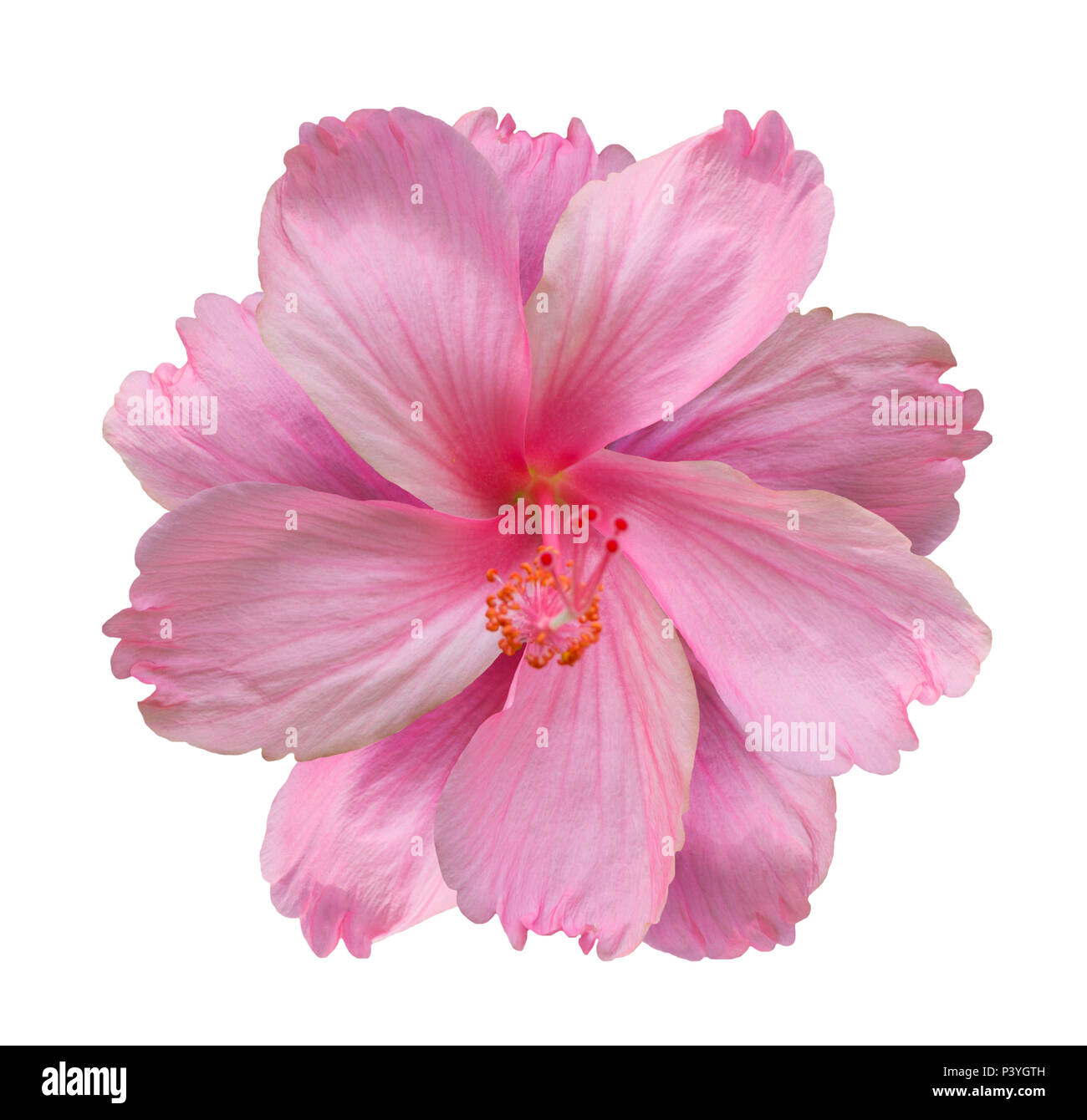 Pink hibiscus flower isolated on white background Stock Photo - Alamy