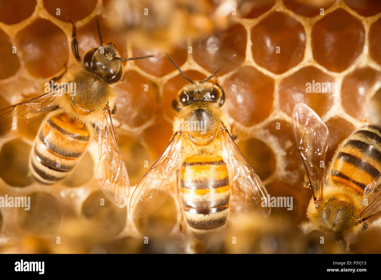 Abelhas da espÃ©cie Apis mellifera Stock Photo - Alamy