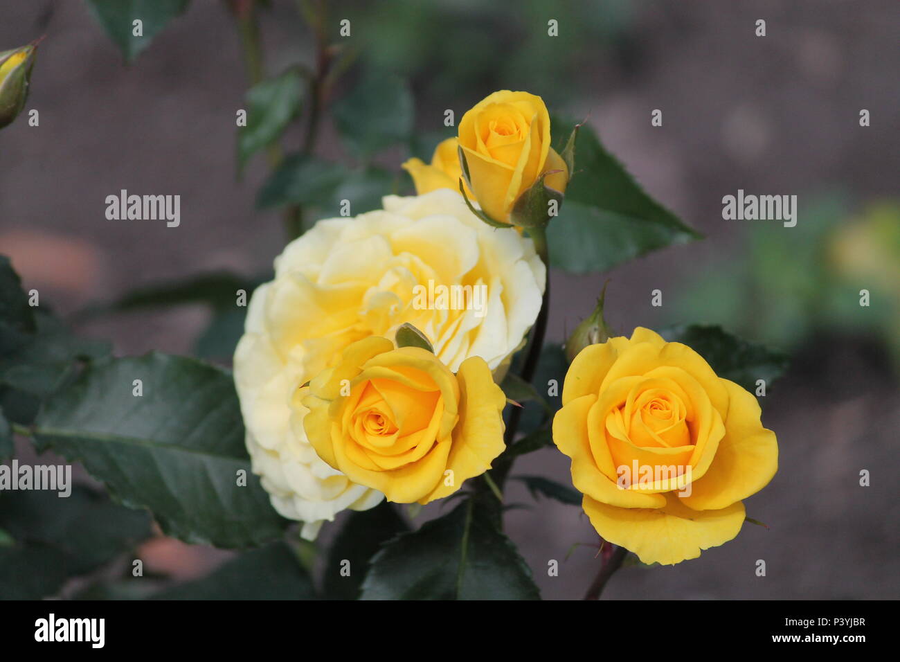 beautiful bright yellow color rose flower in bloom for decoration or