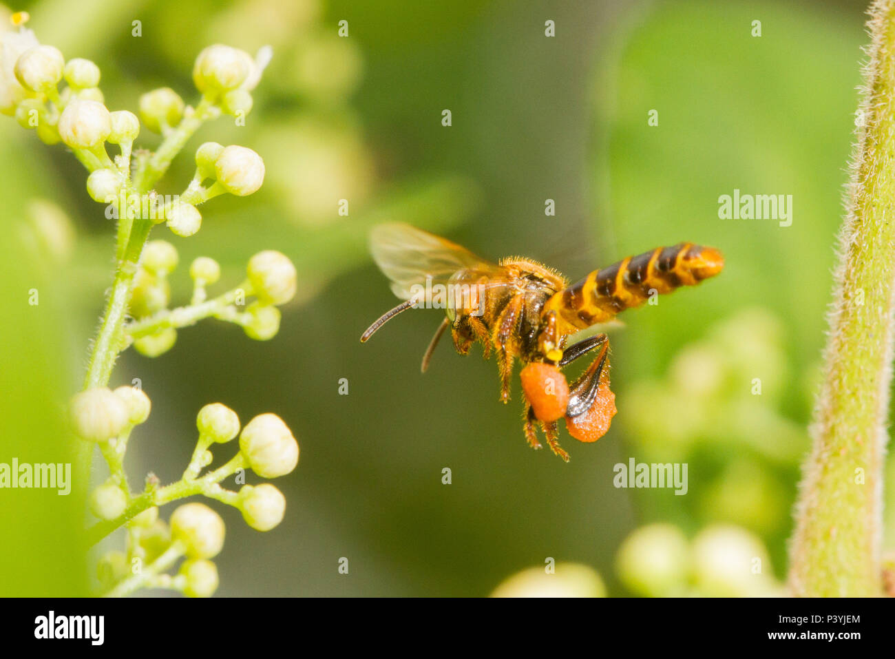 Abelha Bora Stock Photo Alamy