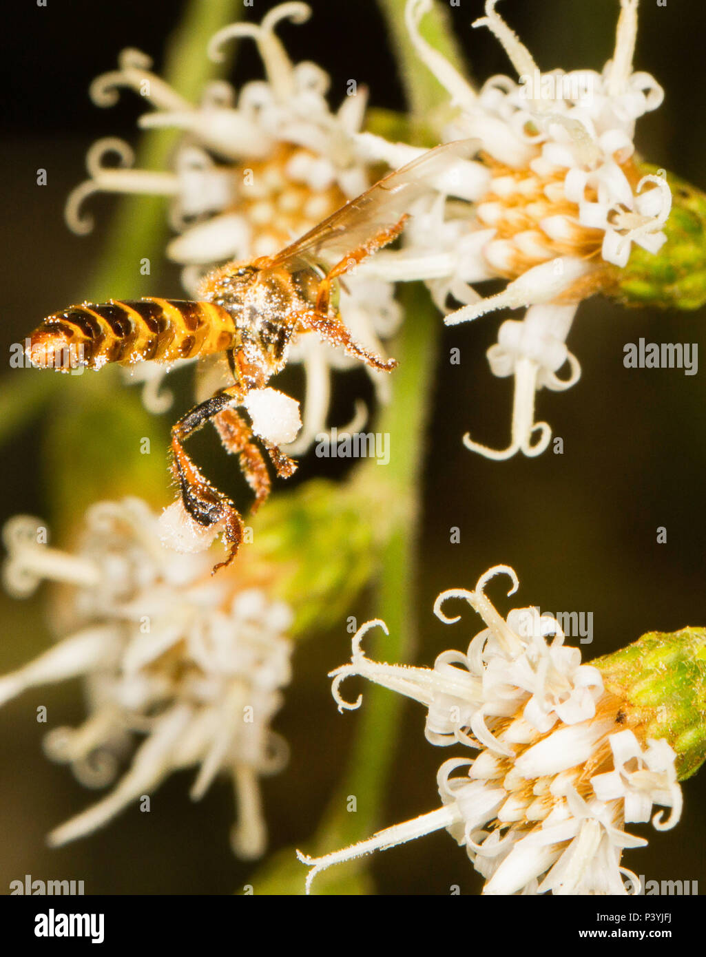 Abelha Bora Stock Photo Alamy