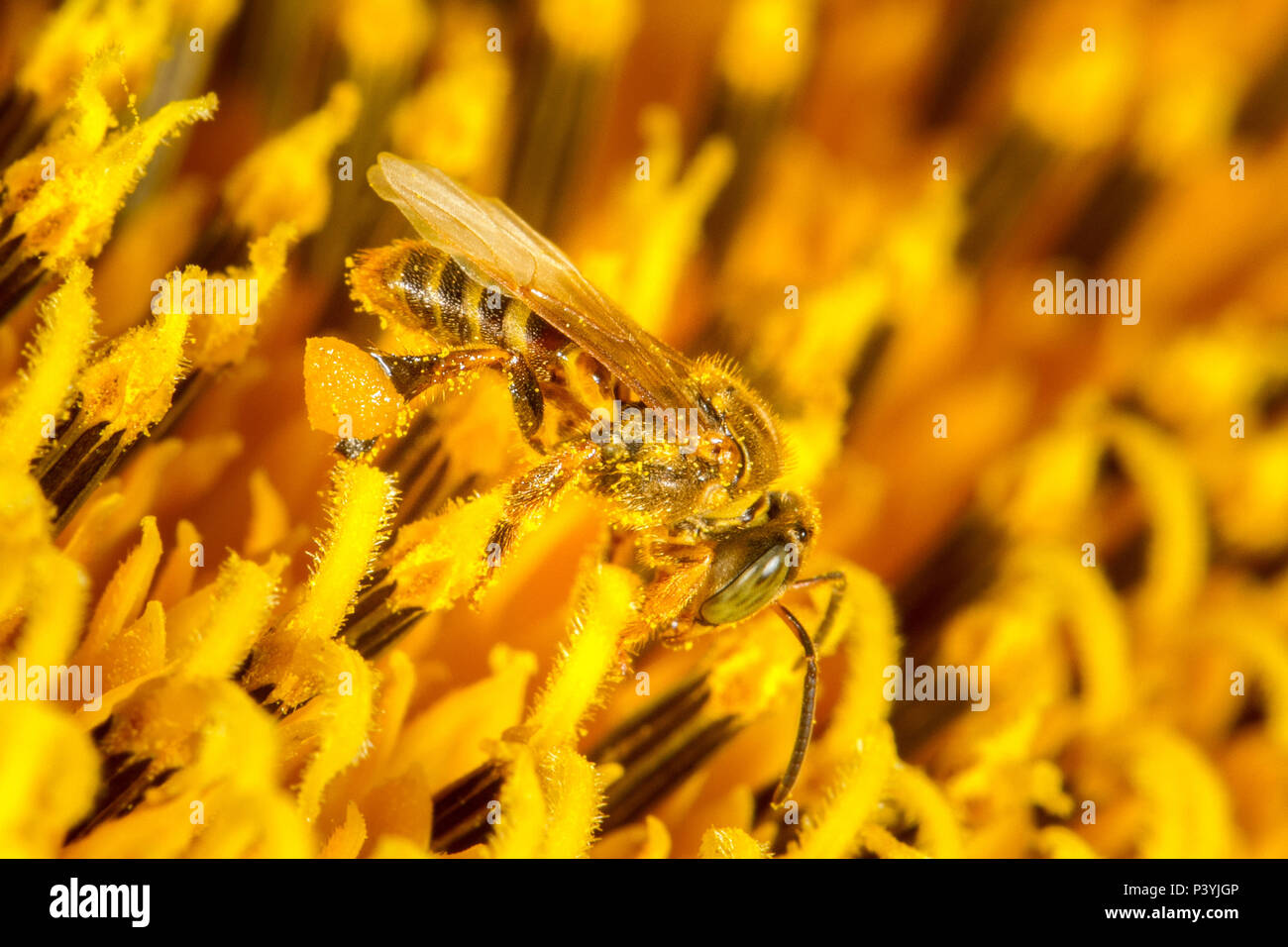 Abelha Bora Stock Photo Alamy