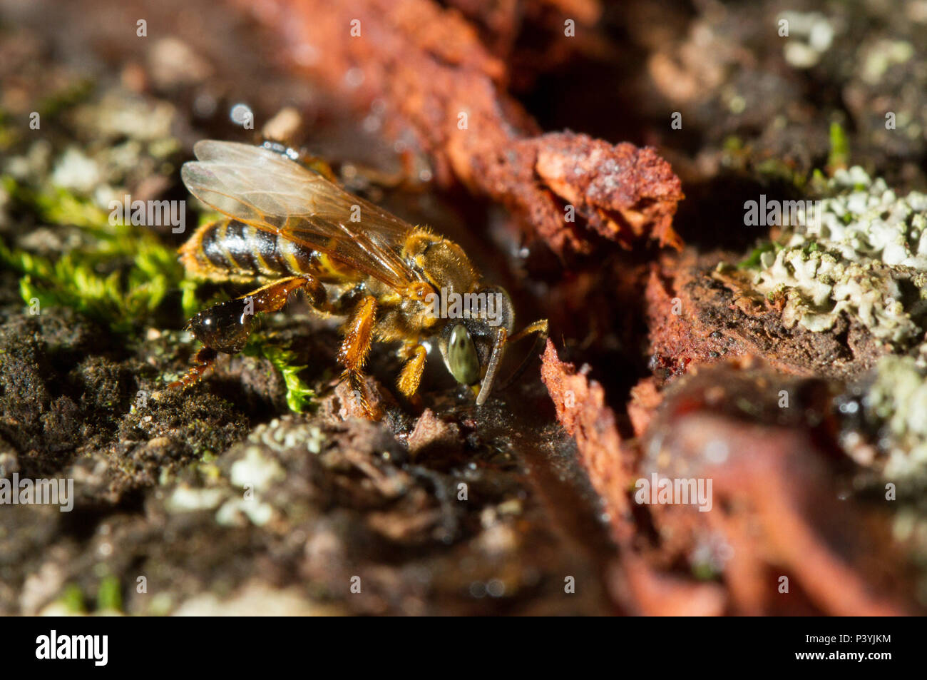 Abelha Bora High Resolution Stock Photography And Images Alamy