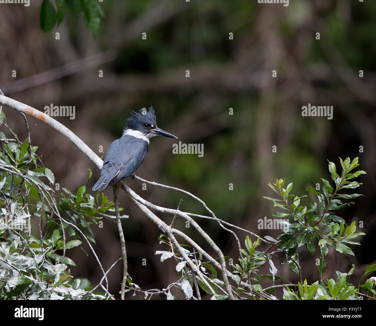 Belted Kingfisher,Ceryle alcyon, on a branch in Florida,USA Stock Photo