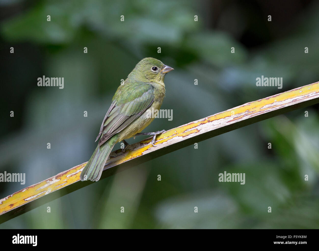 Painted Bunting female,Passerina ciris, Florida, USA Stock Photo