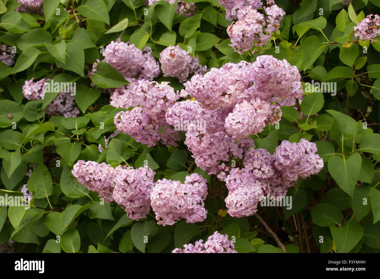 Lilac bloom, Lenore Rest Area and Fishing Access Site, Northwest Passage Scenic Byway, Idaho Stock Photo