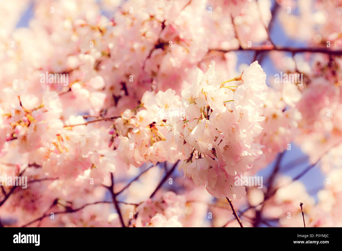 Young cherry blossoms hi-res stock photography and images - Alamy