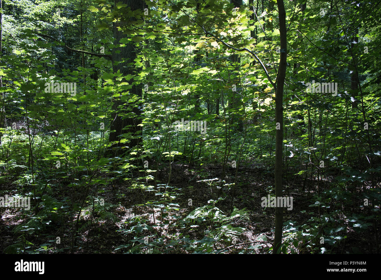 Valenciennes Forest Stock Photo