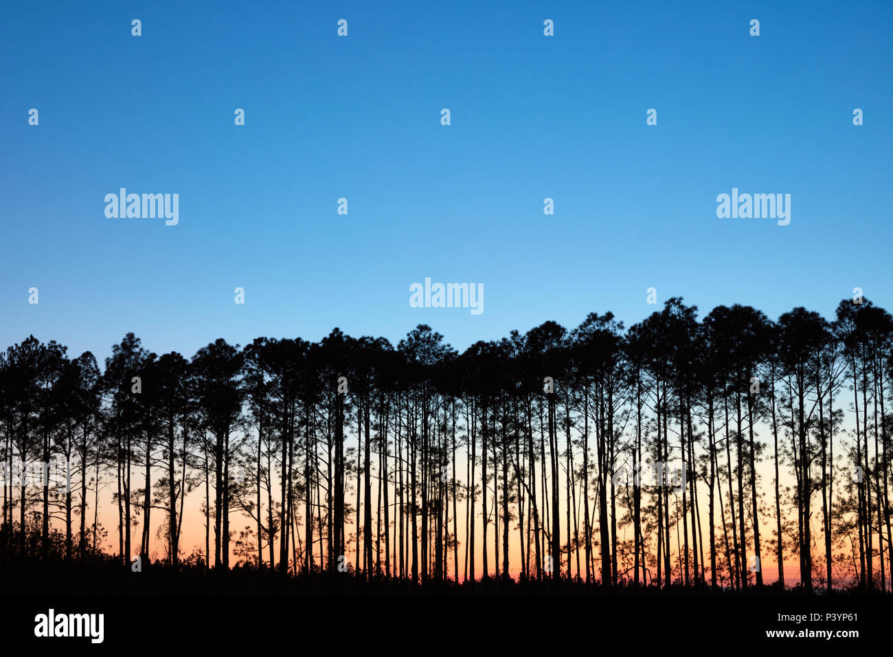 Sun setting behind a row of long leaf pine trees Stock Photo
