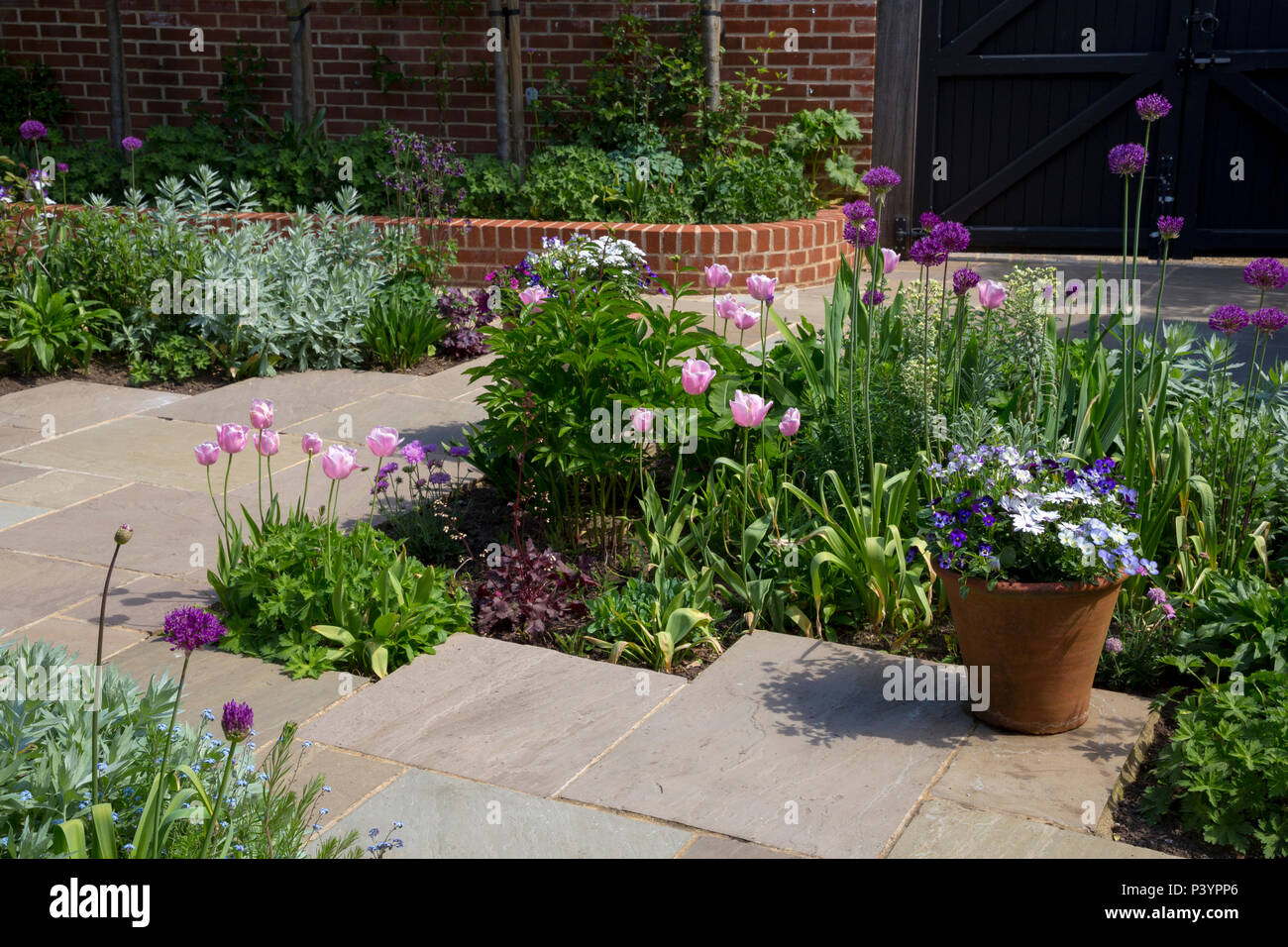Overview of garden patio borders planted with Tulipa 'Pink Diamond', Allium hollandicum 'Purple Sensation' and Artemisia ludoviciana 'Valerie Finnis' Stock Photo