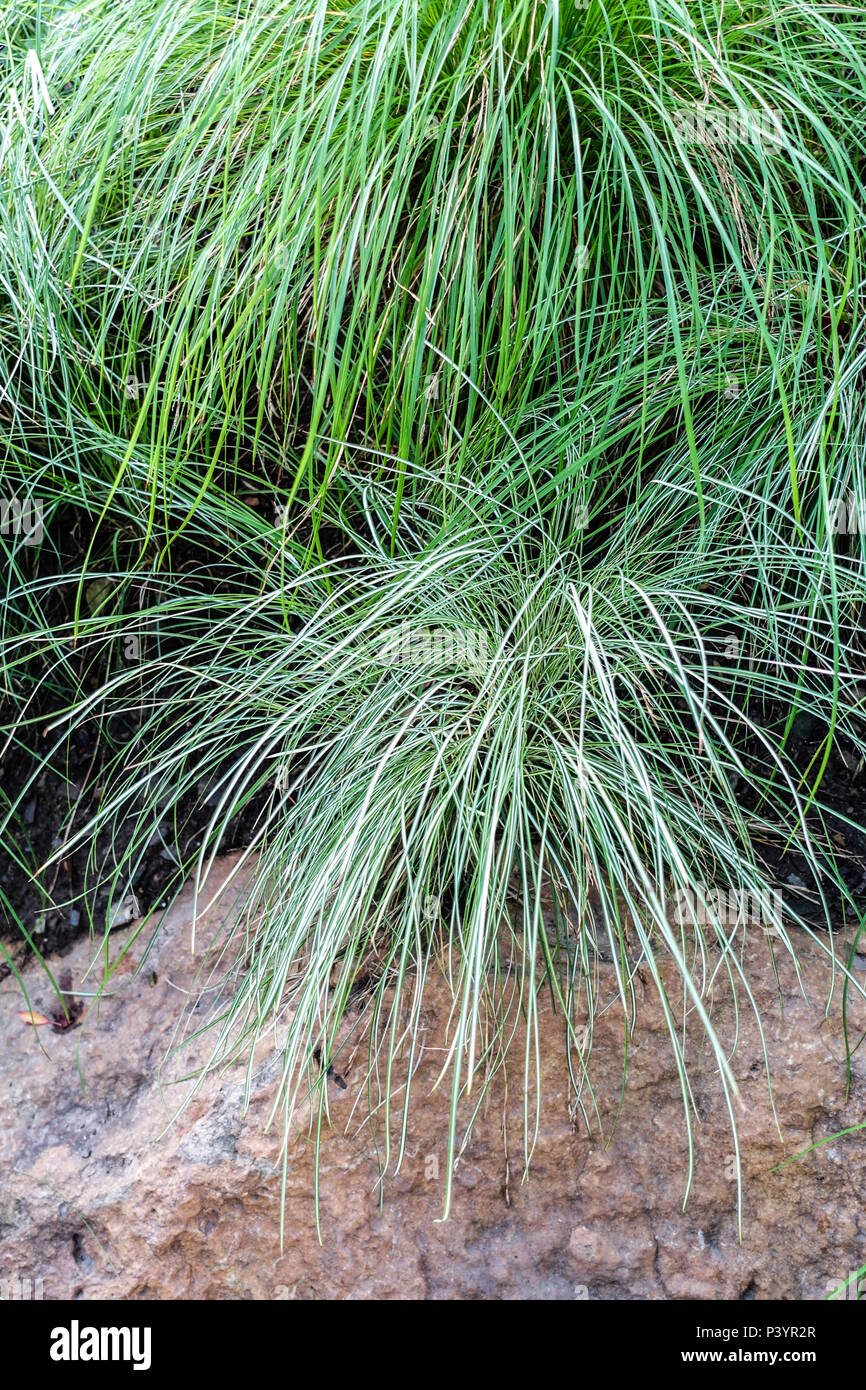 Carex morowii ' Temnolepsis ' Stock Photo