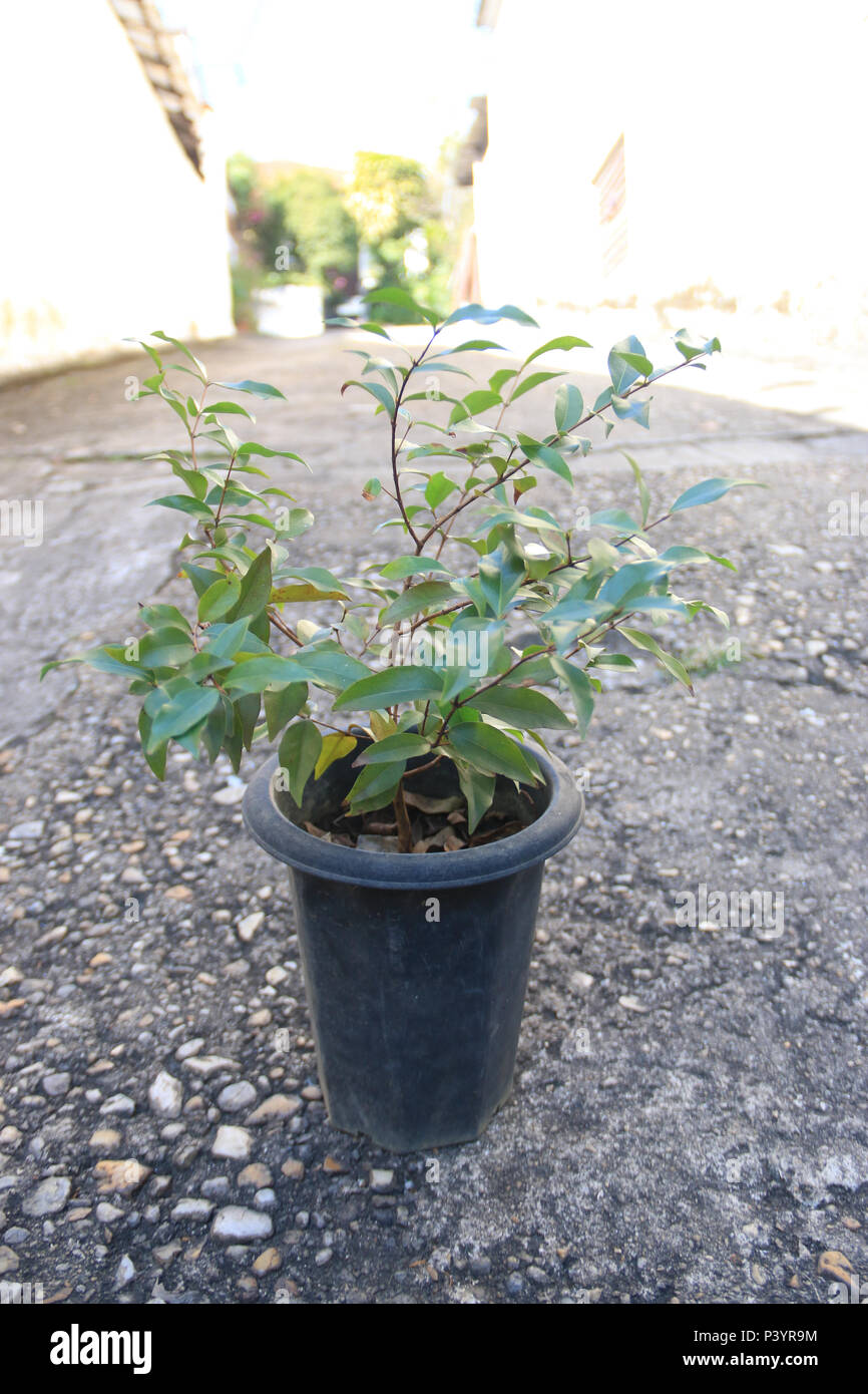 Muda da árvore pitangueira (pitanga). Stock Photo