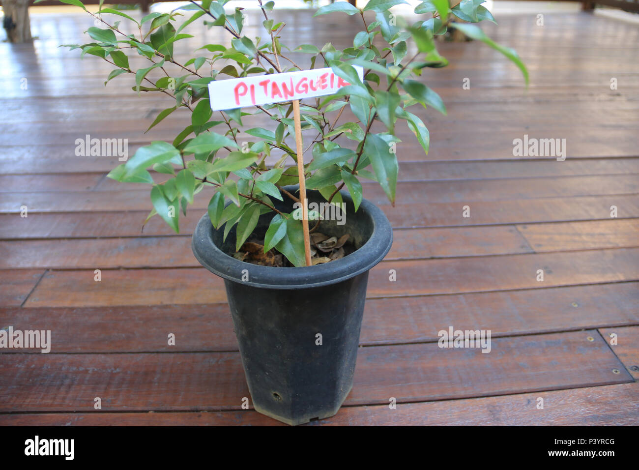Muda da árvore pitangueira (pitanga). Stock Photo
