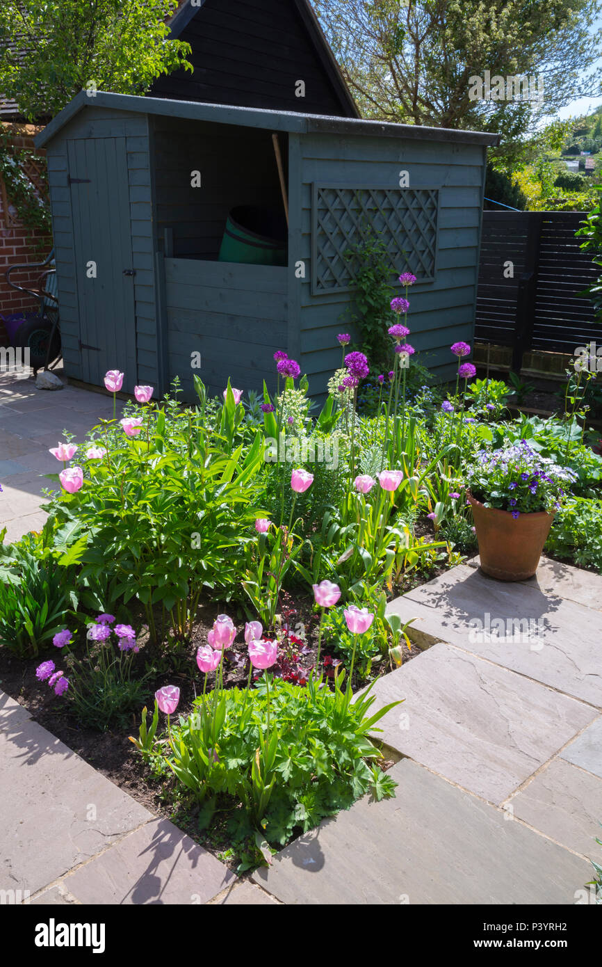 Overview of garden patio borders planted with Tulipa 'Pink Diamond', Allium hollandicum 'Purple Sensation' and Scabiosa 'Pink Mist' Stock Photo