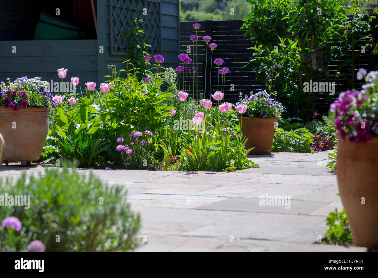 Garden patio borders planted with Tulipa 'Pink Diamond', Allium hollandicum 'Purple Sensation' and Scabiosa 'Pink Mist' Stock Photo
