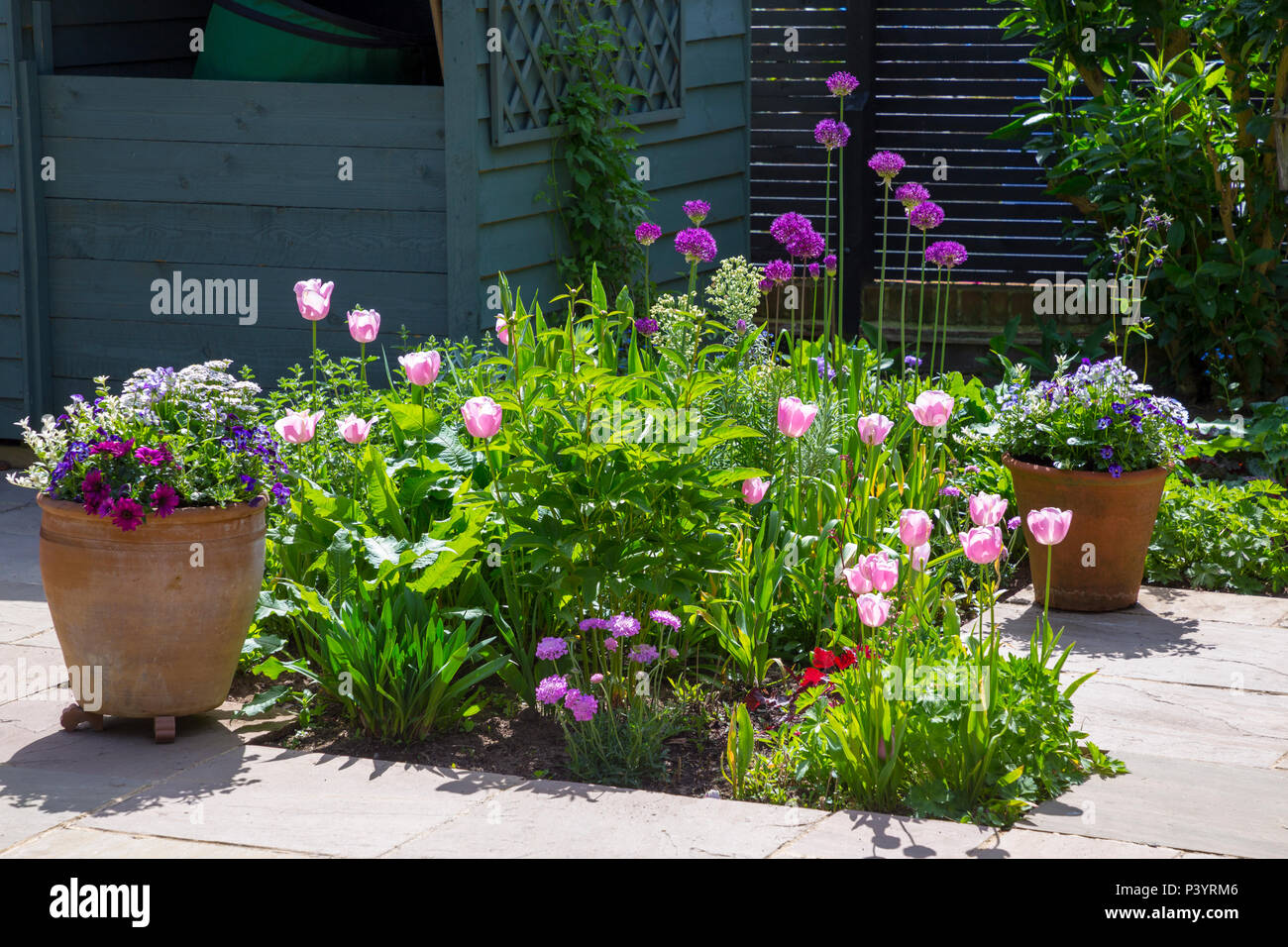 Garden patio borders planted with Tulipa 'Pink Diamond', Allium hollandicum 'Purple Sensation' and Scabiosa 'Pink Mist' Stock Photo