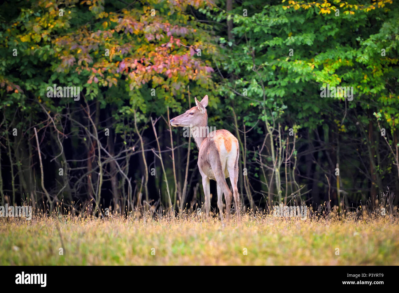 Female Red deer standing in autumn forest. Wild animals in natural habitat Stock Photo
