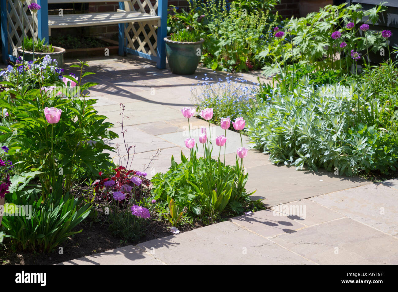 Overview of garden patio borders containing Tulipa 'Pink Diamond', Artemisia ludoviciana 'Valerie Finnis', Scabiosa 'Pink Mist' and Allium hollandicum Stock Photo