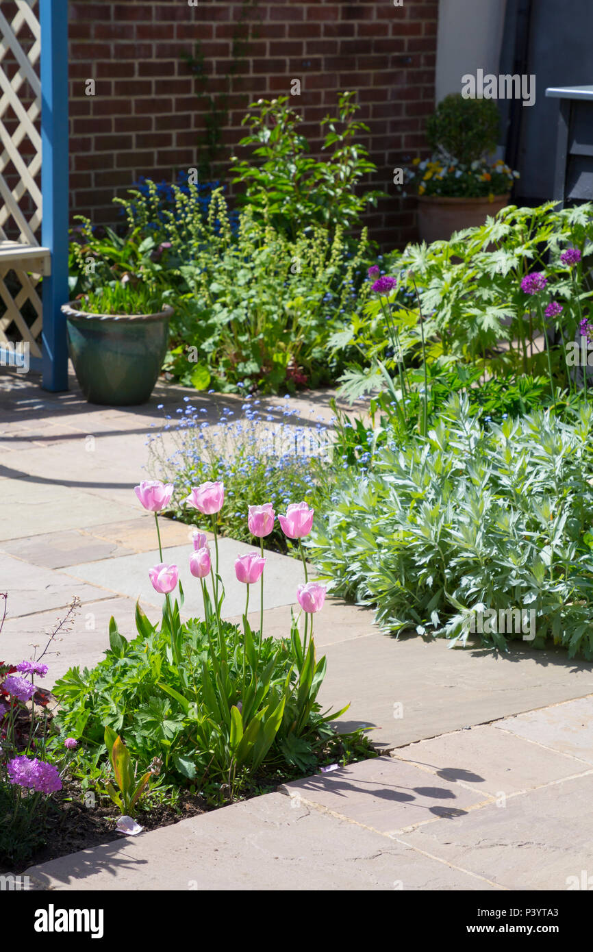 Overview of garden patio borders containing Tulipa 'Pink Diamond', Artemisia ludoviciana 'Valerie Finnis' and Allium hollandicum 'Purple Sensation' Stock Photo