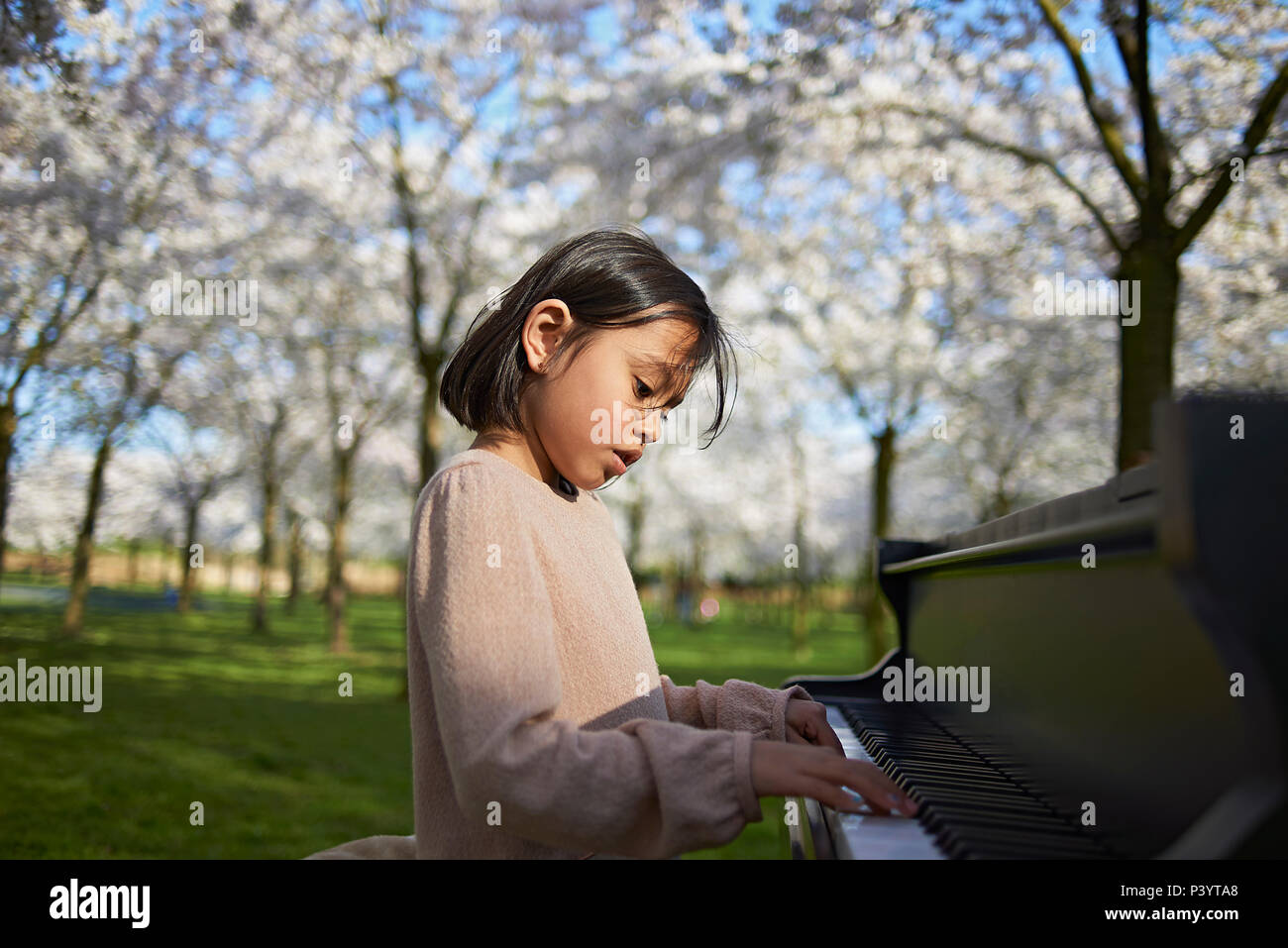 Young Asian girl sitting in the middle of a Japanese Cherry Blossom garden  playing a grand piano in spring sunshine Stock Photo - Alamy