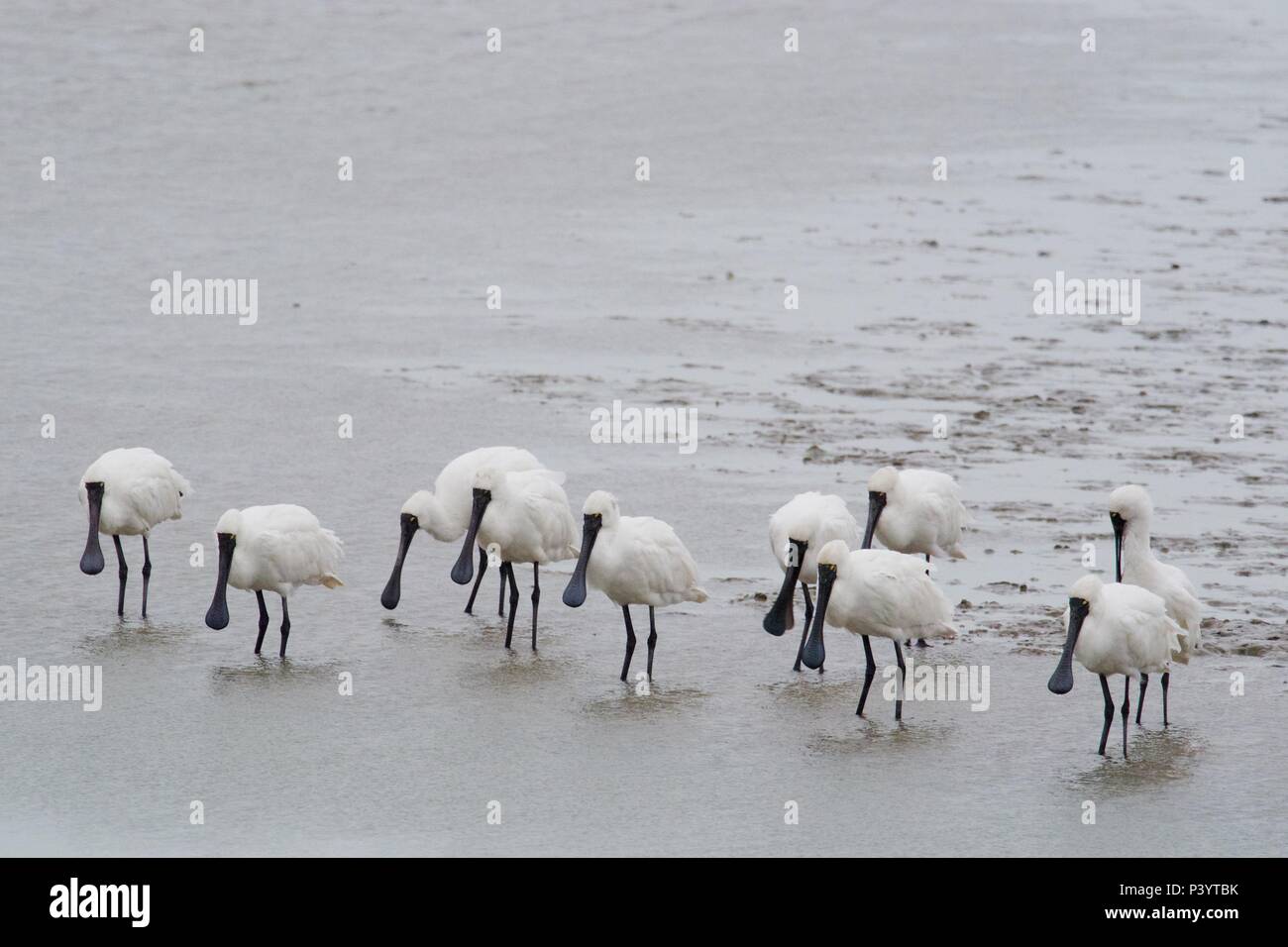 Ten big birds (Royal Spoonbills) on the shore Stock Photo