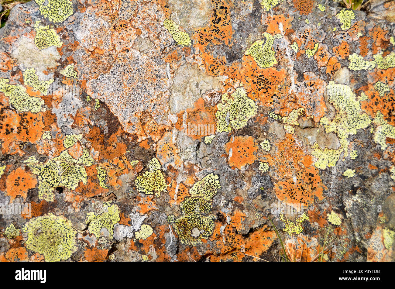 A crusty crustose lichen on a stone, Vatnajökull National Park, Iceland Stock Photo